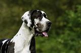 DOGUE ALLEMAND 274